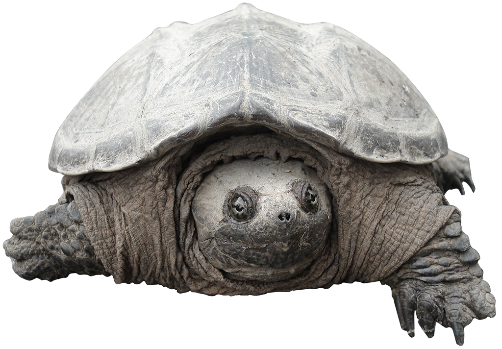 tortue