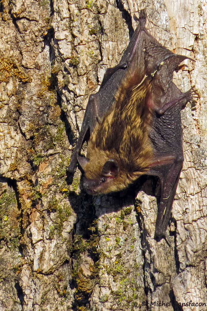 Pourquoi les chauves-souris préfèrent sortir la nuit?