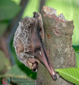 Chauve-souris cendrée - Steve Troletti